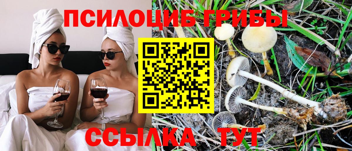 Чехов  Галлюциногенные грибы Psilocybine cubensis  Вход с VPN 